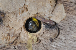 Carpenter Bee Damage