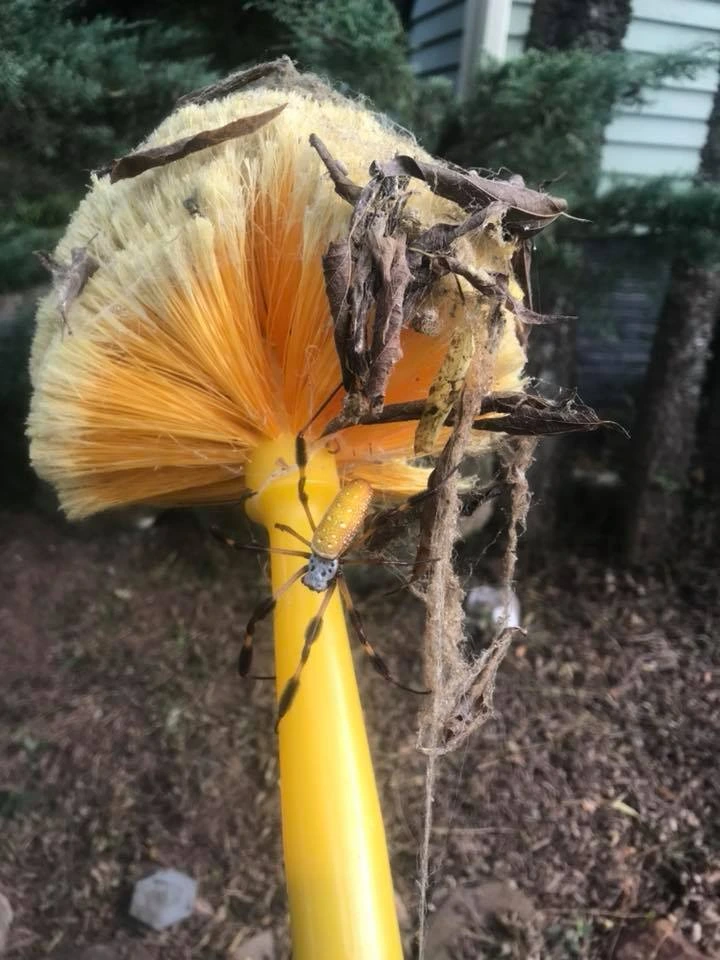spider removal peachtree pest control
