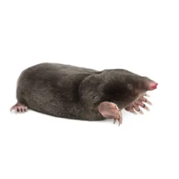 Mole