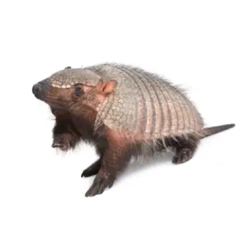 Armadillo