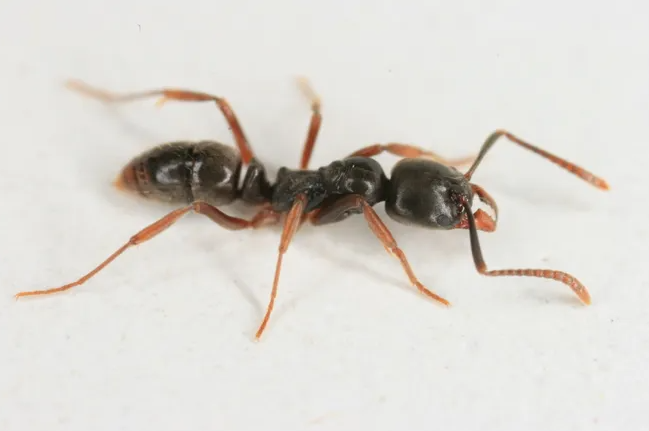 asian needle ant peachtree pest control
