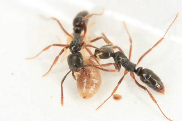 asian needle ants attacking termite peachtree pest control