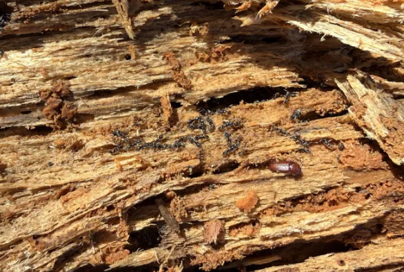 asian needle ants on wood peachtree pest control