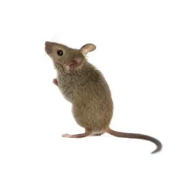 Mouse