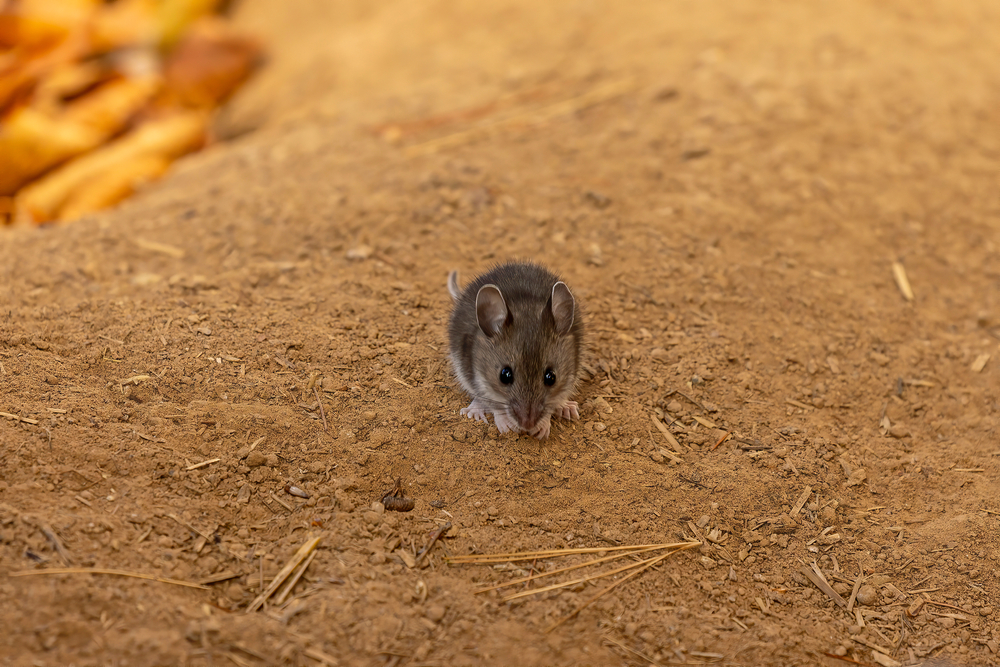 mouse on the ground peachtree pest control