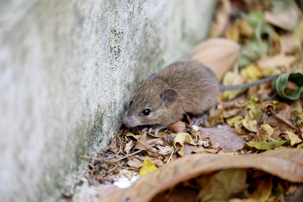 mouse outside peachtree pest control