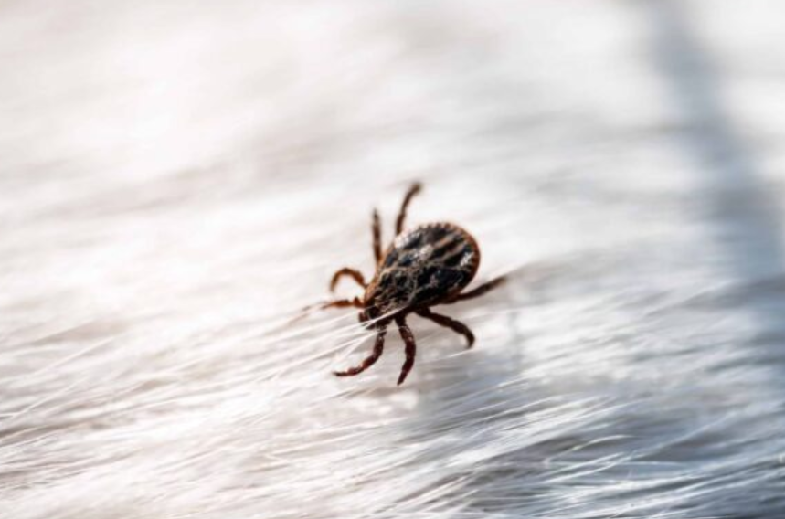 american dog tick on fur peachtree pest control