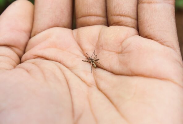 Dead Mosquito - YardSMART from Peachtree Pest Control