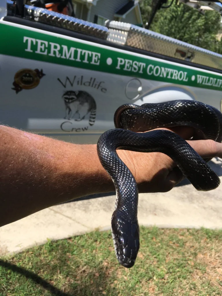 snake removal service by Peachtree Pest Control