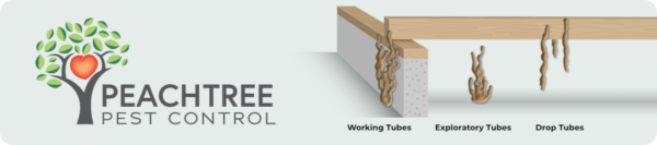 Termite Mud Tunnel Varieties - Peachtree Pest Control