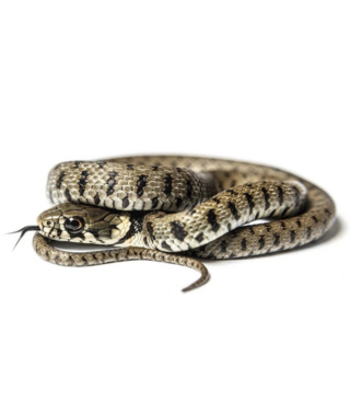 Snake Removal