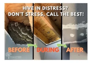 hive removal