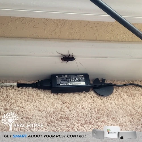 roach control by Peachtree